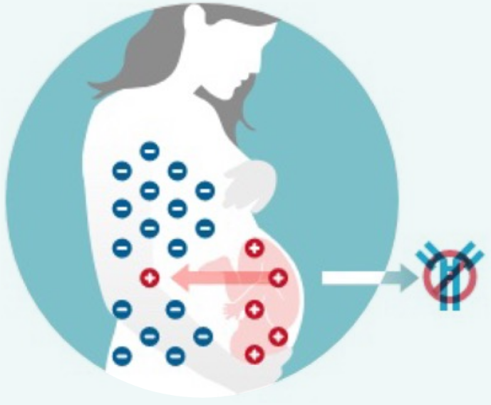 Illustration showing Rh-positive blood entering mother's circulation