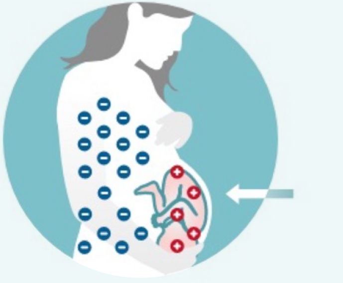 Illustration of Rh-negative pregnant woman with Rh-positive fetus and antibody formation